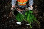 Working Forests - Photographer: Jules Jimreivat